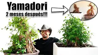 Errores y Aciertos haciendo YAMADORI
