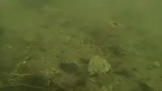 Coonstripe shrimp