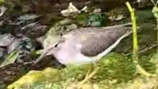Spotted Sandpiper Actitis macularia
