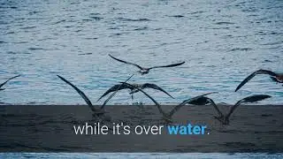 Where do the birds go during a storm?