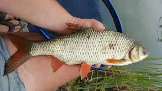 Spring Cottage Fisheries