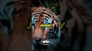 TEST WHO ARE YOU | MTW 2024 🤯🔥#mtw #motivation #personaldevelopment #life #tiger #test