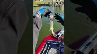 20 feet from home dock #bass #angler #bassboats #curadodc #fishboat  #fishinggear #fishingequipment