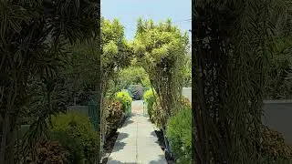 Beautiful Village house entrance #village #peace #memories #trending #viralvideo #greenery #farming