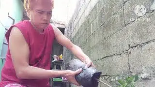 MAGTATANIM TAYO NG KALAMANSI