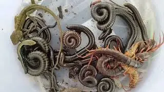 catch insects | Three locusts and many other insects #insects #worms #animals #millipede #pets
