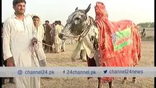 24 Report : Cart race competition held in  Faisalabad