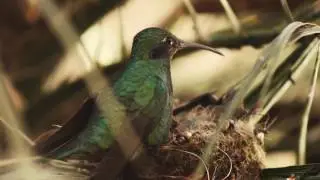 Quinde Herrero Nombre Cient&iacute;fico: Colibri coruscans ( Video 2)