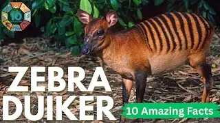 Zebra Duiker | The Hidden Striped Antelope of Africa | 10 Amazing Facts About Zebra Duiker