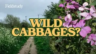 Foraging for Wild Cabbages | Wild Edibles UK