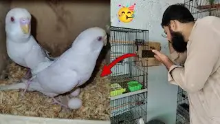 Australian parrot red eyes ke new pair ne eggs de diye 🥳