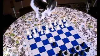 Playing Chess Against the Cat - Chess.com Promotional Video