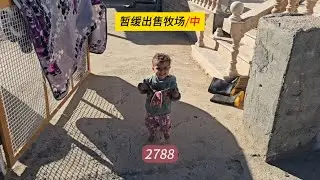 米娜计划卖80亿，奶牛打疫苗摔倒受伤，米娜纪录片2788（中）