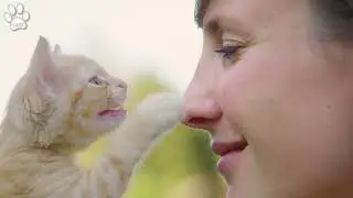 How Does Your Cat Say Sorry?