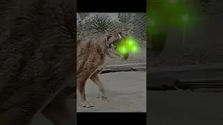 Australia has it's own TIGER