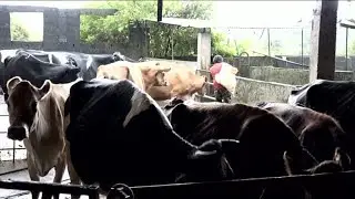 Nou Later Nou Lamer Nou Rises - Elevage des Vaches Laitières à Nouvelle Découverte