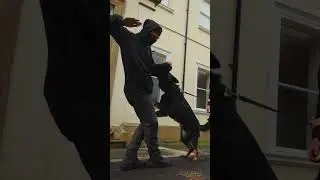 Our Boy Hex Putting All His Training Into Action 💪  #protectiondogsworldwide