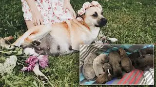 Teen Has Floral-Themed Maternity Shoot for Pregnant Dog: 'She's So Photogenic'