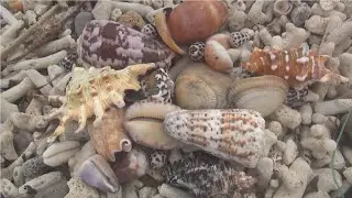Hunting for seashells during rough seas