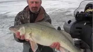 Jumbo Greenback Walleye