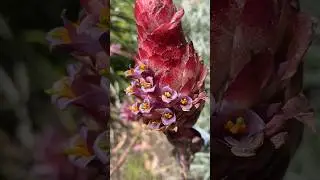 Puya Venusta#flowers #nature