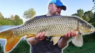 This BIG Fish was Worth The Wait! (American Carp Fishing)