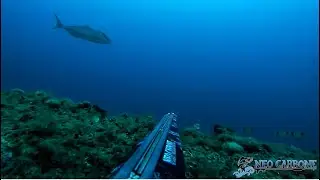 Spearfishing Passion - NeoCarbone - 