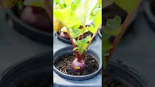 D&eacute;couvre le secret cach&eacute; de la betterave rouge