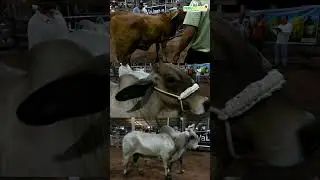 La Feria Ganadera Brahman organizada por AGACOP