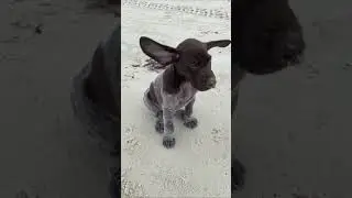 My Favourite Internet Animals of Today #short #cute #funny #cat #funnycats #funnyanimals