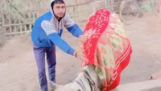 Gau Mata is live