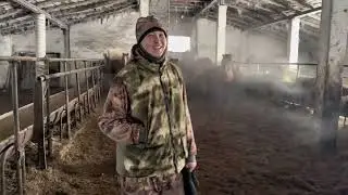 ПОГРУЗКА ЖЕРЕБЦА ПРОИЗВОДИТЕЛЯ ОСТАТОК ПО ЖЕРЕБЦАМ. И КАК У МЕНЯ НЕ ПОЛУЧИЛОСЬ ОСУЩЕСТВИТЬ СВОЙ ПЛАН