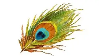 الريش في الطيور 🦜