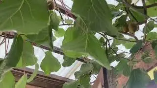 Kiwipflanzen Kiwi in Deutschland OWL | sehr guter Ertrag! Eimerweise ernten