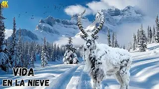 Animales Salvajes en Invierno Extremo: C&oacute;mo Sobreviven al Fr&iacute;o  Documental Completo 4K