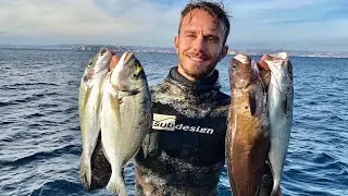 Chasse sous marine à Marseille / Daurades, Loups et Mostelle