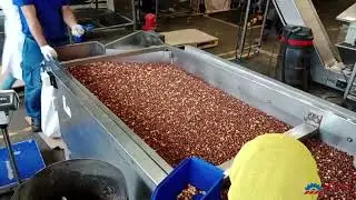 EKO 500 Hazelnut roasting machine