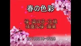 20130319-29　桜　市川　八潮　浅草　達磨坂　上野　松戸　駿府城　江東区　川越　お台場　koba84