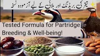 Black Partridge Breeding Formula | Black Partridge Well-being Best Formula | Sajawal Sahil