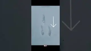 Identifying animal tracks in the snow (Part 1)