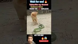 cat reflexes 😱 #cat #animals #reflexes #motivation #reaction #shorts #nature @Rendi_goodboys
