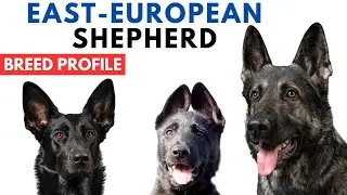 История породы восточно-европейская овчарка - Цена - Характеристики - Требования к уходу за собак...