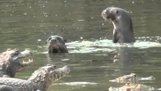 Giant otters and Yacare caiman