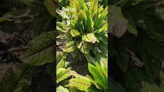 Rumex Acetosa L. 꽃말: 