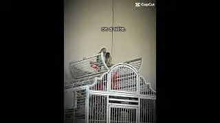 My bird Ella passed away