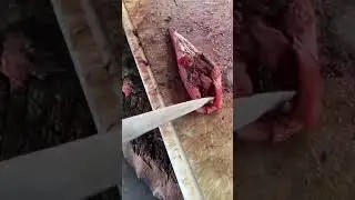 How to Fillet pleco #filletingfish #ikansapusapu #plecofish #ikanhama #kulinerindonesia #kuliner
