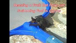 Rescuing a Fruit Bat from our Swimming Pool in Cyprus  - Halloween bat