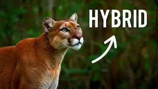 Florida Panthers are Hybrids here's why : Florida Panther Documentary.