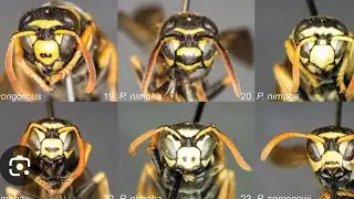 On Air! MY WASPS, MY INSECT PETS, MY MOTHS. Do you keep home insects? ЖИВОЙ ЗООПАРК КОМАХ ДОМА.