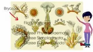 Video Bryozoa - Trabalho Monica - Pucc